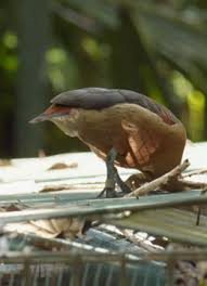 鸟语花香一整年