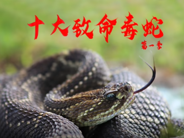 十大致命毒蛇第一季（配音版）