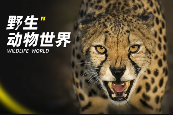 野生动物世界