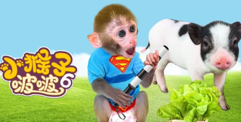 小猴子啵啵 第6季
